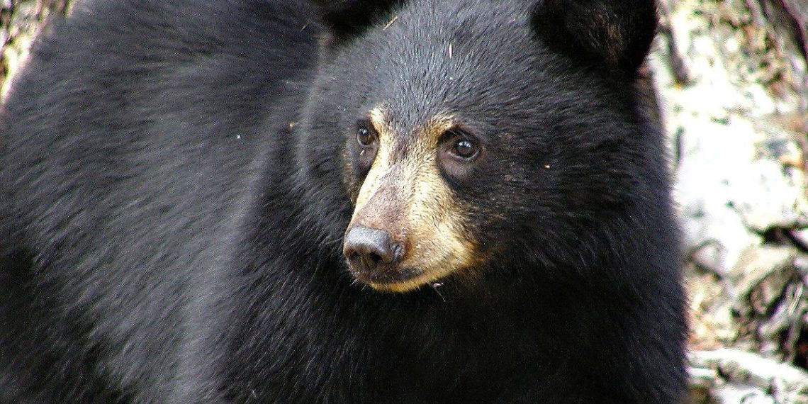 Etats-Unis : Un ours l’attaque alors qu’il promenait son chien, il parvient à utiliser son spray répulsif