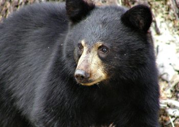 Etats-Unis : Un ours l’attaque alors qu’il promenait son chien, il parvient à utiliser son spray répulsif