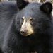 Etats-Unis : Un ours l’attaque alors qu’il promenait son chien, il parvient à utiliser son spray répulsif