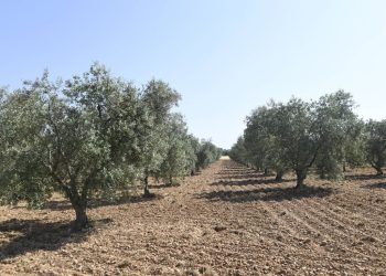 Normandie : Plus de 700 pieds arrachés… Mais qui en veut à ces propriétaires d’oliviers dans l’Eure ?