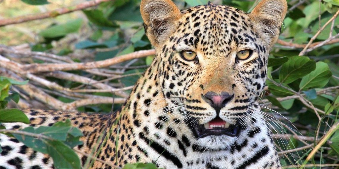 Inde : Un léopard blesse un garçon de 12 ans pendant un safari en Jeep