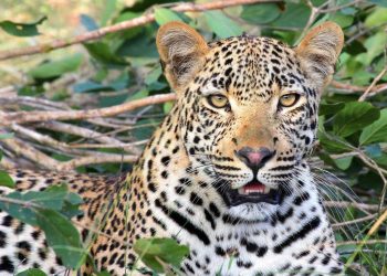 Inde : Un léopard blesse un garçon de 12 ans pendant un safari en Jeep