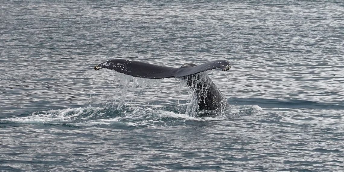 Etats-Unis : Une baleine de six mètres meurt après avoir percuté un bateau de plaisance