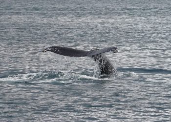 Etats-Unis : Une baleine de six mètres meurt après avoir percuté un bateau de plaisance