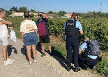 Gard : Trois chiens meurent empoisonnés par des boulettes de viande
