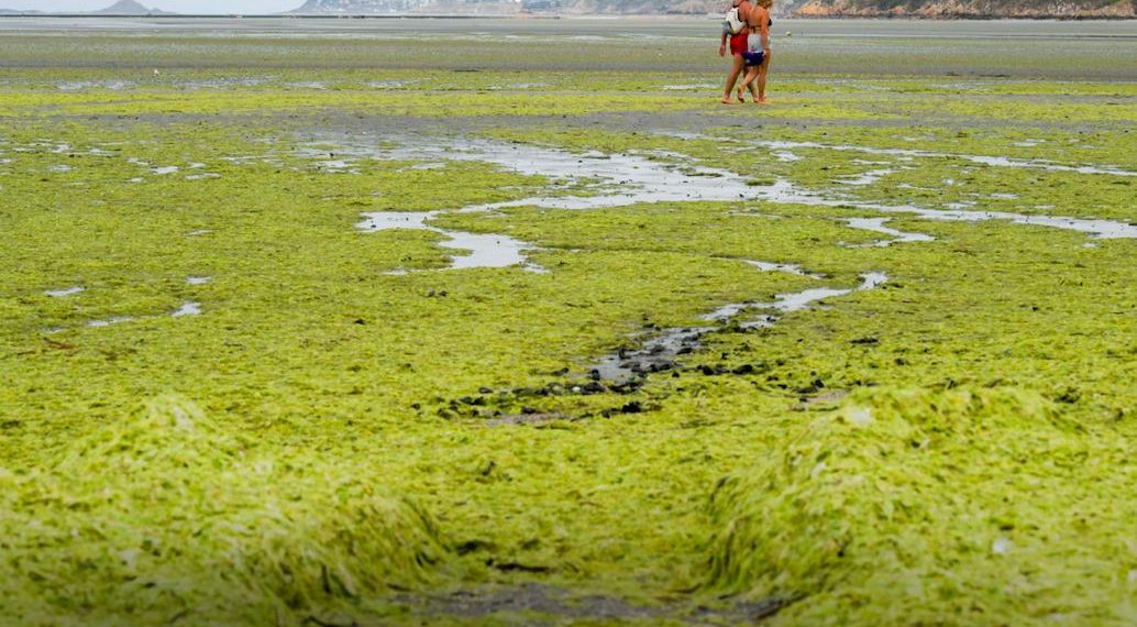 Bretagne : la prolifération des algues vertes, un fléau qui inquiète encore