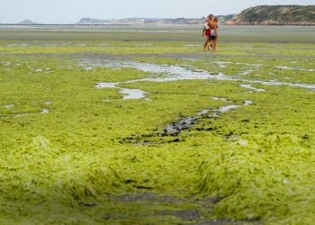 Bretagne : la prolifération des algues vertes, un fléau qui inquiète encore