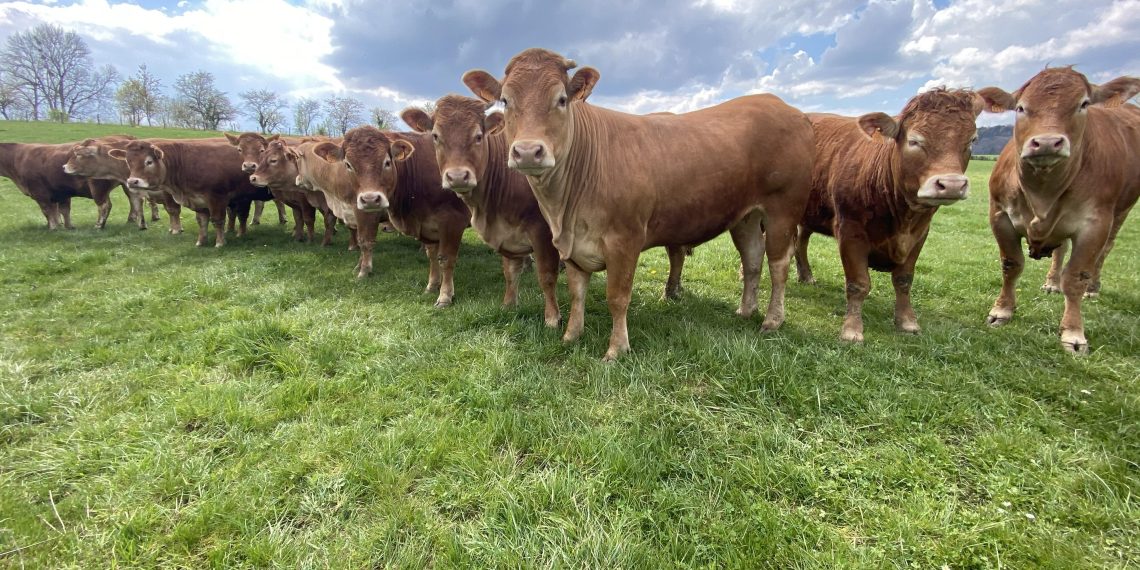 Dermatose bovine : 220 000 vaches vaccinées, l’épidémie sous contrôle