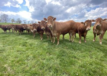 Dermatose bovine : 220 000 vaches vaccinées, l’épidémie sous contrôle