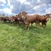 Dermatose bovine : 220 000 vaches vaccinées, l’épidémie sous contrôle