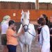 Équithérapie : comment les chevaux aident à surmonter le cancer
