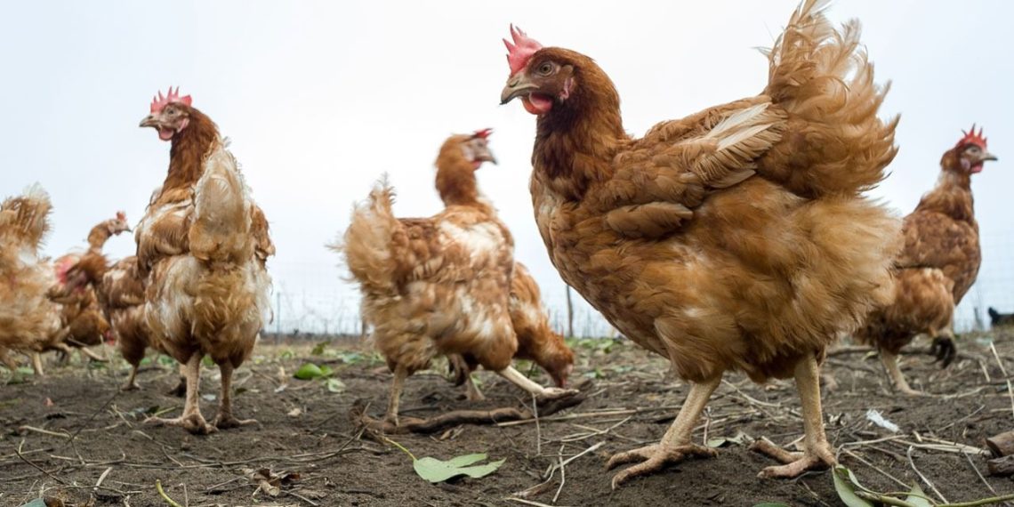 Loire : un éleveur obligé d’abattre 8.250 poules après la découverte d’une trace de salmonelle… dans la poussière d’un mur