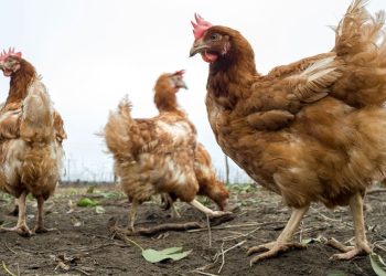 Loire : un éleveur obligé d’abattre 8.250 poules après la découverte d’une trace de salmonelle… dans la poussière d’un mur