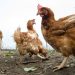 Loire : un éleveur obligé d’abattre 8.250 poules après la découverte d’une trace de salmonelle… dans la poussière d’un mur
