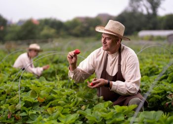 Restauration : le Puy du Fou au service de l’économie locale