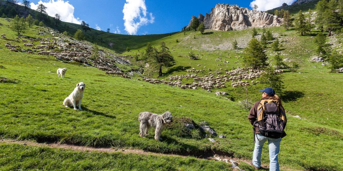 Randonneurs, chiens de bergers et loups : une cohabitation de plus en plus conflictuelle