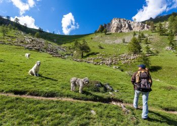 Randonneurs, chiens de bergers et loups : une cohabitation de plus en plus conflictuelle