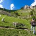 Randonneurs, chiens de bergers et loups : une cohabitation de plus en plus conflictuelle