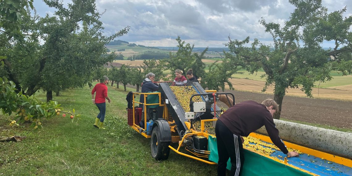 «On est ravis de commencer» : coup d’envoi de la récolte des mirabelles, le cru 2025 s’annonce très prometteur