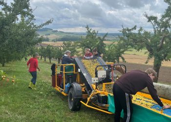 «On est ravis de commencer» : coup d’envoi de la récolte des mirabelles, le cru 2025 s’annonce très prometteur