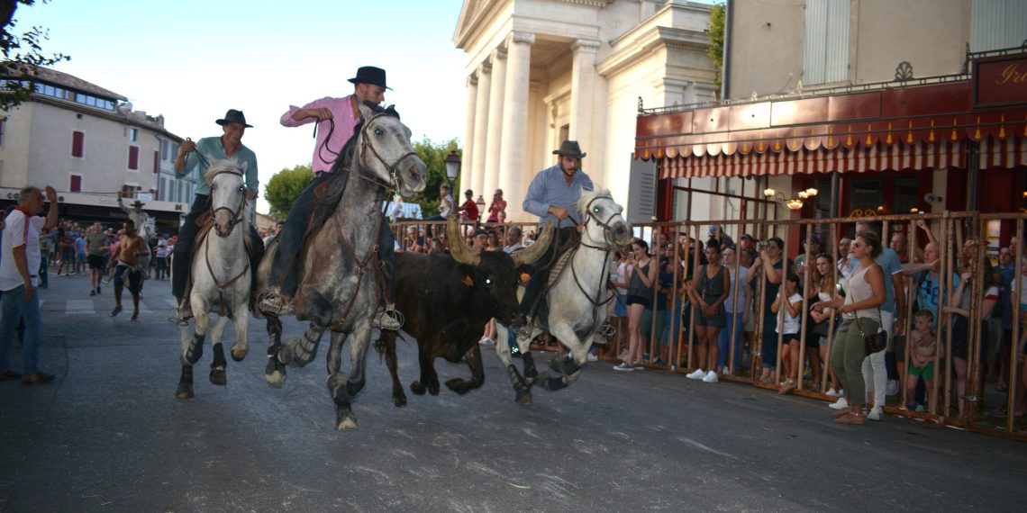 Feria de Saint-Rémy-de-Provence : chevaux et taureaux à l’honneur dans les Alpilles