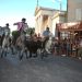 Feria de Saint-Rémy-de-Provence : chevaux et taureaux à l’honneur dans les Alpilles