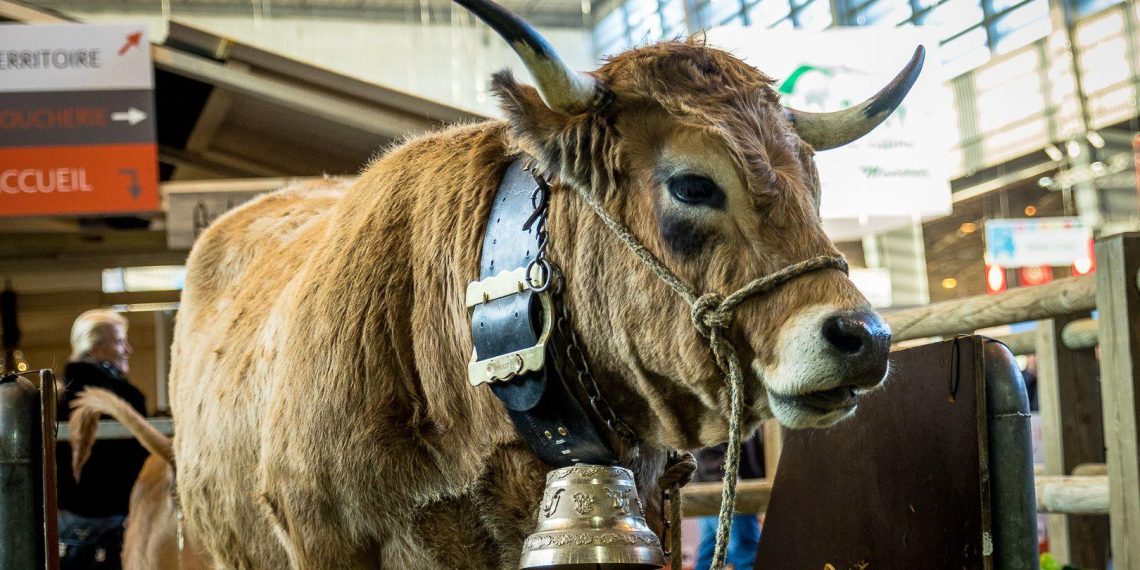 «Qu’ils aillent vivre en ville !» : zizanie dans un village autour du bruit de cloche d’une vache