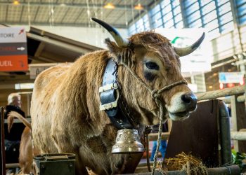 «Qu’ils aillent vivre en ville !» : zizanie dans un village autour du bruit de cloche d’une vache