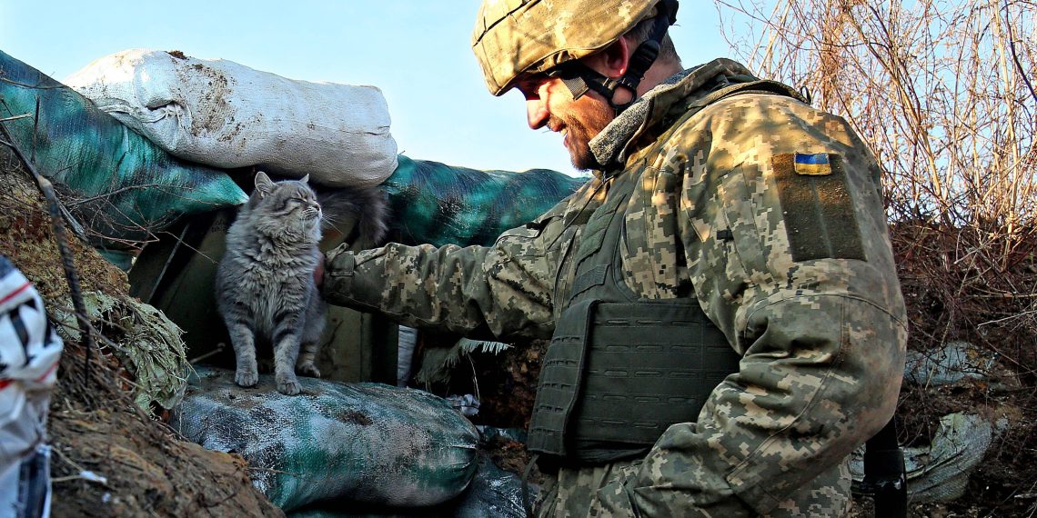 Les 7 animaux les plus utilisés par les armées dans le monde
