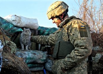 Les 7 animaux les plus utilisés par les armées dans le monde