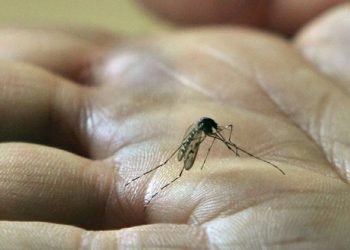 Invasion de moustiques tigres en Alsace : une commune du Bas-Rhin met les grands moyens