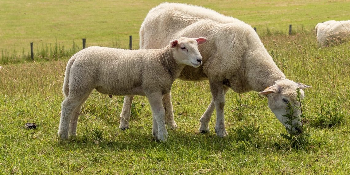 Marseille : trois Comoriens interpellés après avoir égorgé un mouton dans un parc