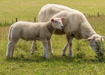 Marseille : trois Comoriens interpellés après avoir égorgé un mouton dans un parc