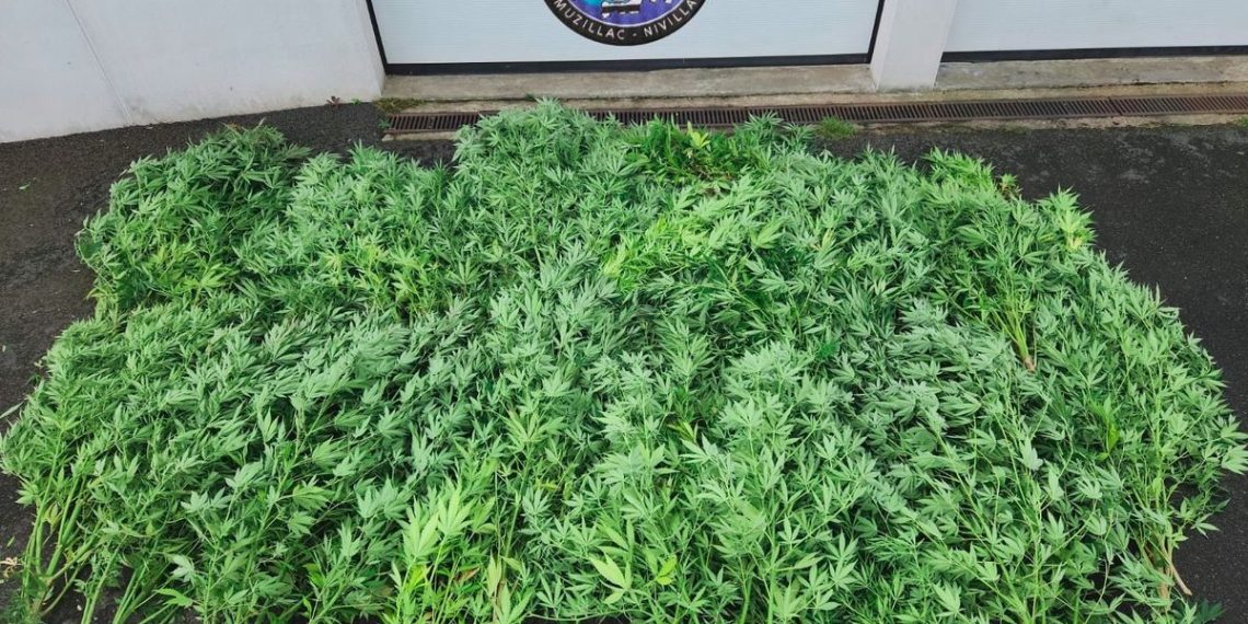 Morbihan : En faisant leur footing, des gendarmes tombent sur une culture de cannabis