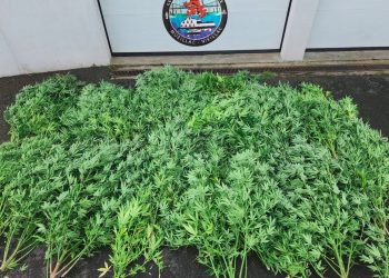 Morbihan : En faisant leur footing, des gendarmes tombent sur une culture de cannabis