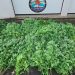 Morbihan : En faisant leur footing, des gendarmes tombent sur une culture de cannabis