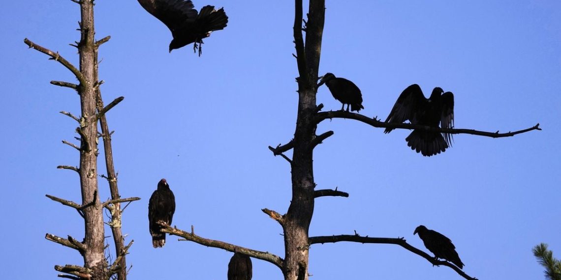 Drôme : Mais qui en veut aux vautours, retrouvés morts empoisonnés avec un produit interdit ?