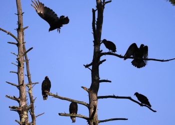 Drôme : Mais qui en veut aux vautours, retrouvés morts empoisonnés avec un produit interdit ?