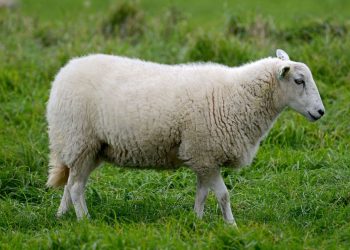 Marteau, tournevis, essence… Une éleveuse de Charente retrouve un de ses béliers mutilé et tué