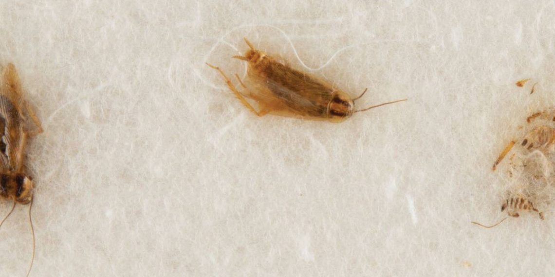 Côte-d’Or : Les habitants d’un immeuble de Talant sont envahis par les cafards