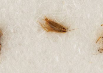 Côte-d’Or : Les habitants d’un immeuble de Talant sont envahis par les cafards