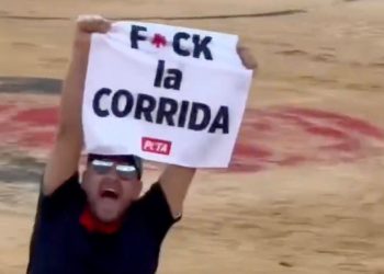 Gard : L’influenceur Jeremstar en garde à vue après une action anti-corrida