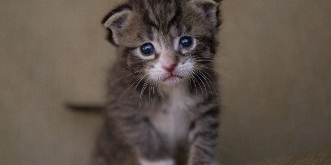 Calvados : Des associations de Bayeux s’indignent après la diffusion d’une vidéo de chaton torturé