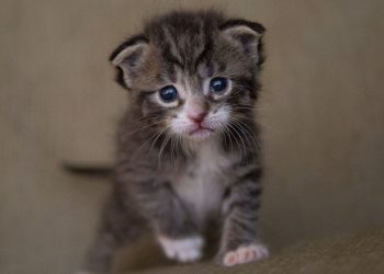 Calvados : Des associations de Bayeux s’indignent après la diffusion d’une vidéo de chaton torturé