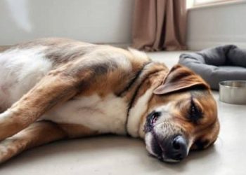 Manche : Un quartier sous le choc après la mort de chiens empoisonnés à la mort-aux-rats