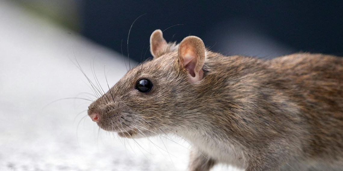 Le Havre : Un bébé attaqué et blessé dans la nuit par des rats