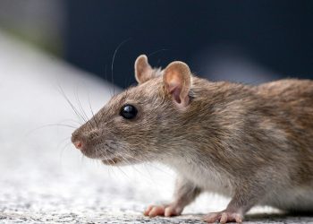 Le Havre : Un bébé attaqué et blessé dans la nuit par des rats