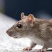 Le Havre : Un bébé attaqué et blessé dans la nuit par des rats