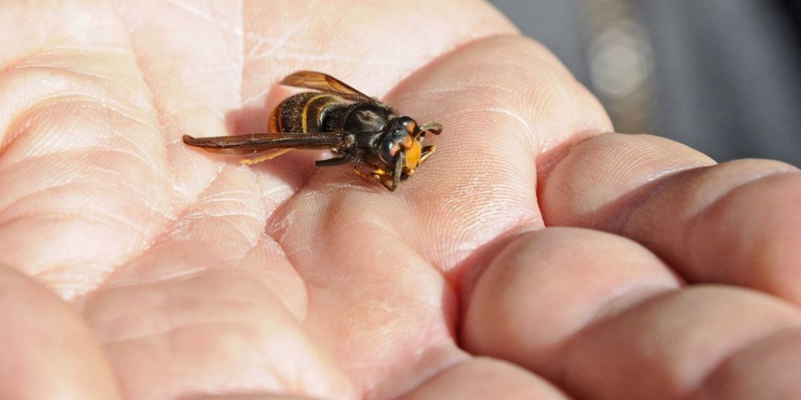 Somme : Un homme de 54 ans décède  après avoir été piqué par des frelons asiatiques