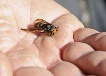 Somme : Un homme de 54 ans décède  après avoir été piqué par des frelons asiatiques